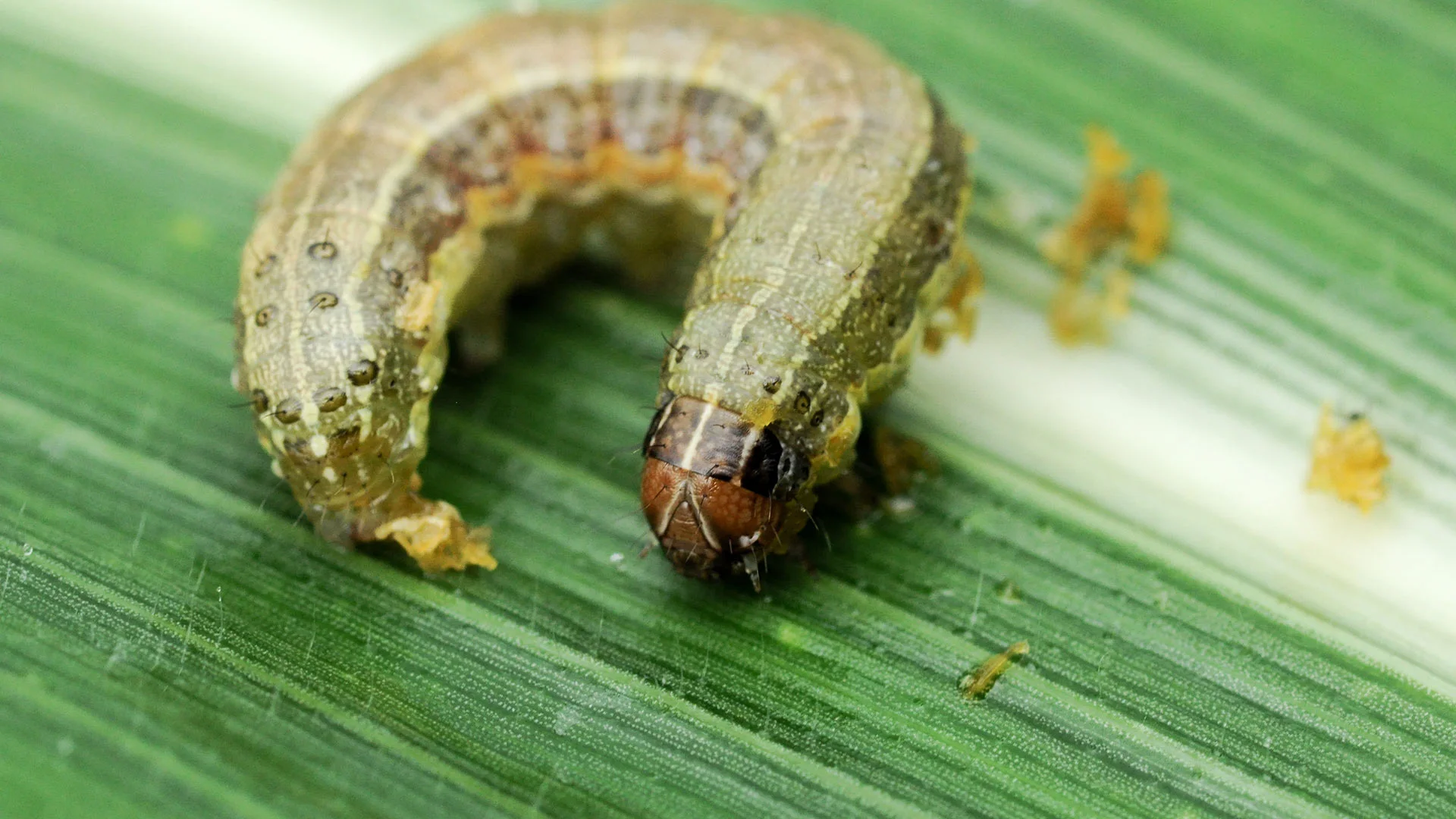 Armyworm found in a lawn in Chalfont, PA.