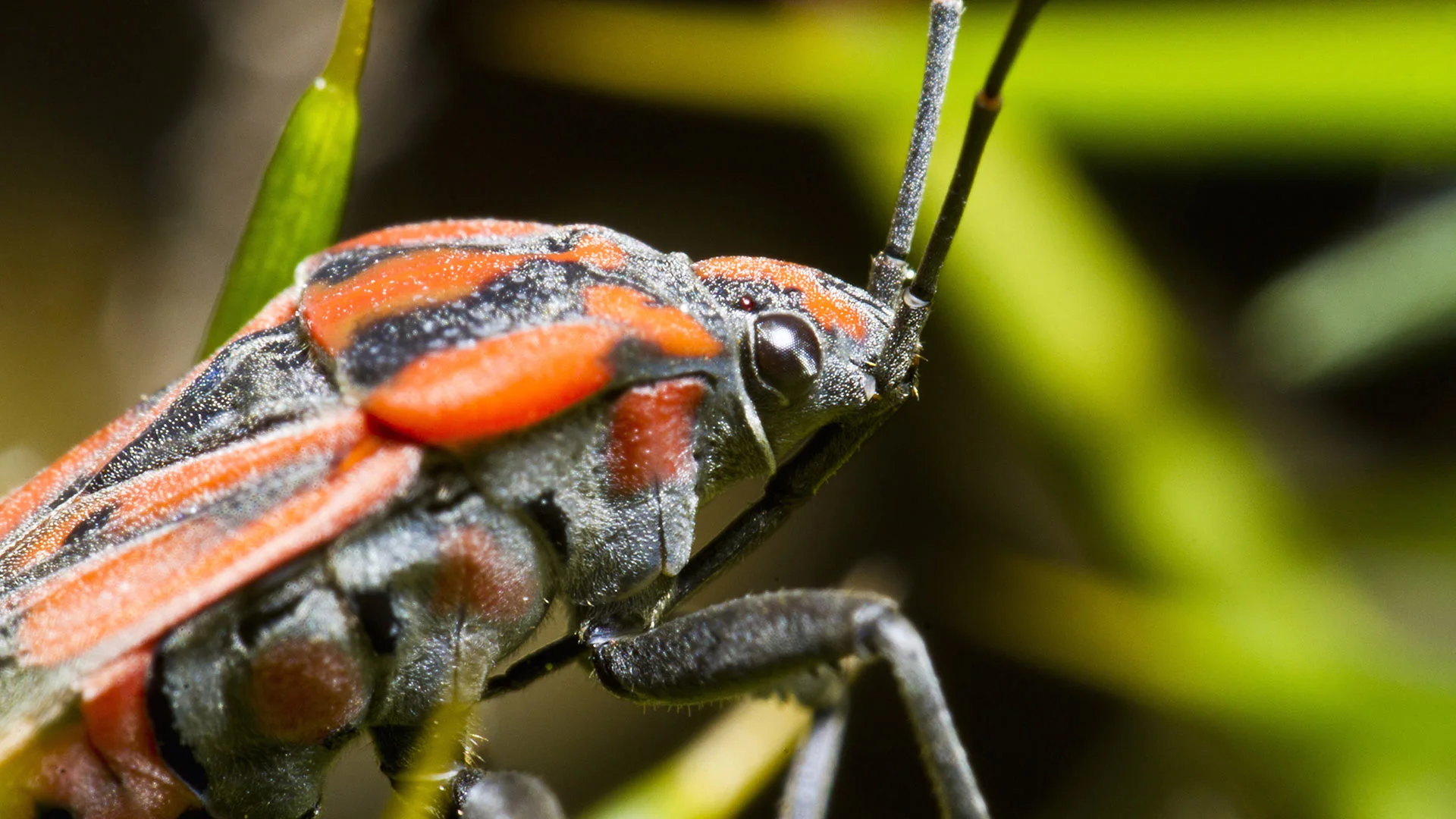 Chinch bug found in a lawn in Chalfont, PA.