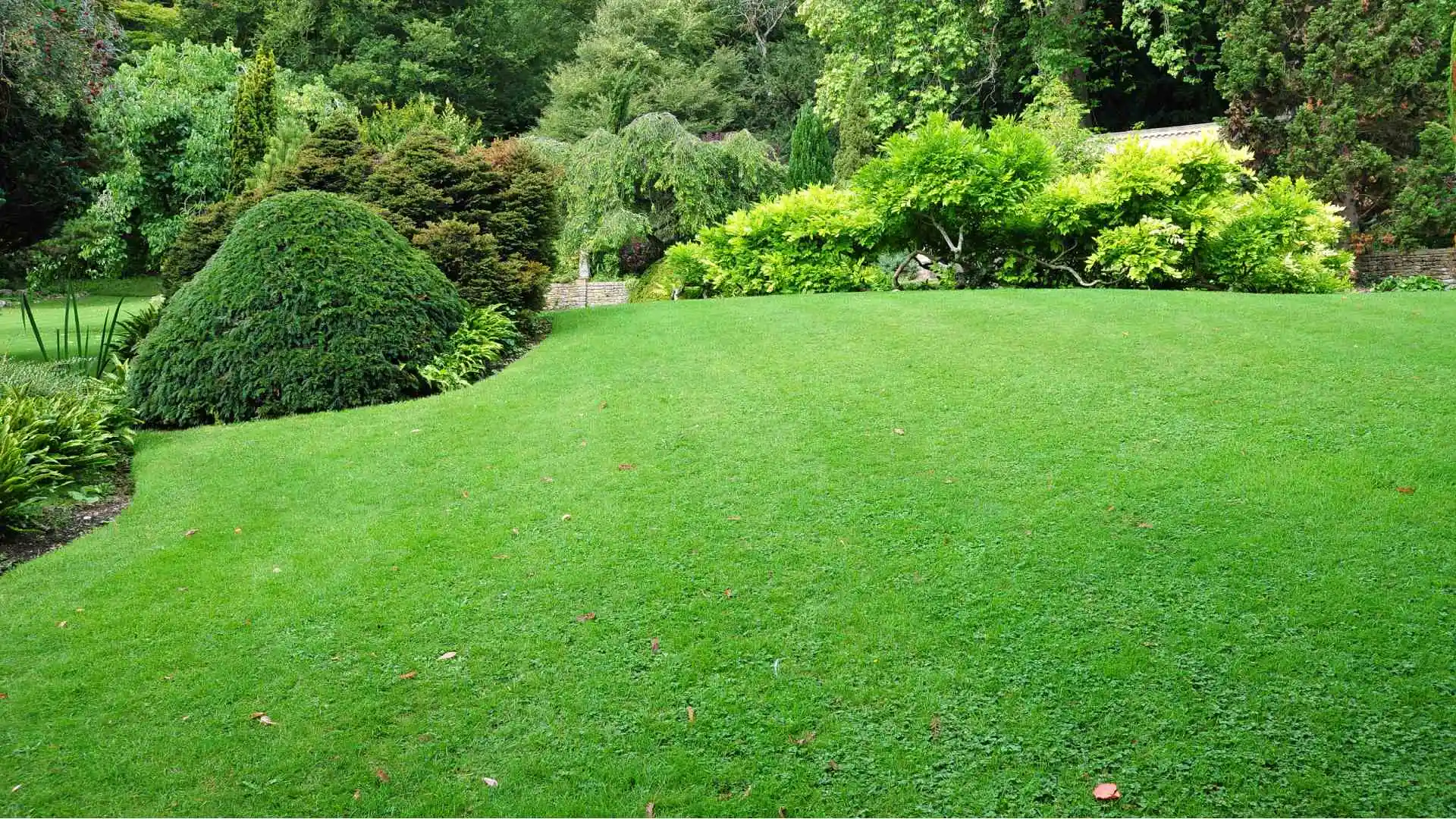 Green lawn after services performed by Green Grass in Doylestown, PA.