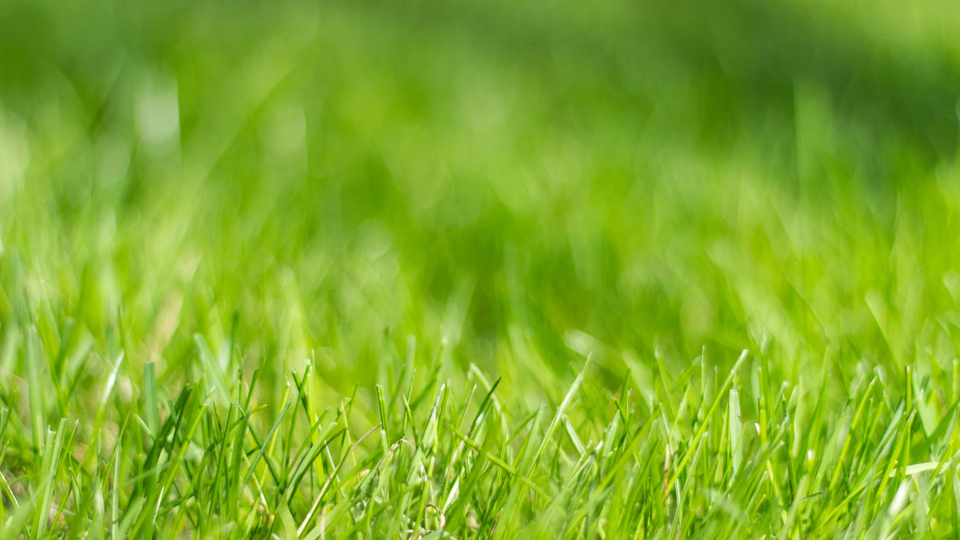 Healthy grass blades in a lawn in Coopersburg, PA.