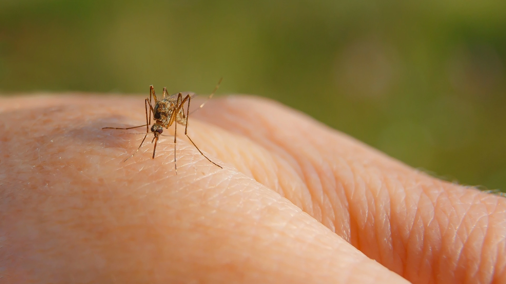 Mosquito landing on a client's hand in Telford, PA.