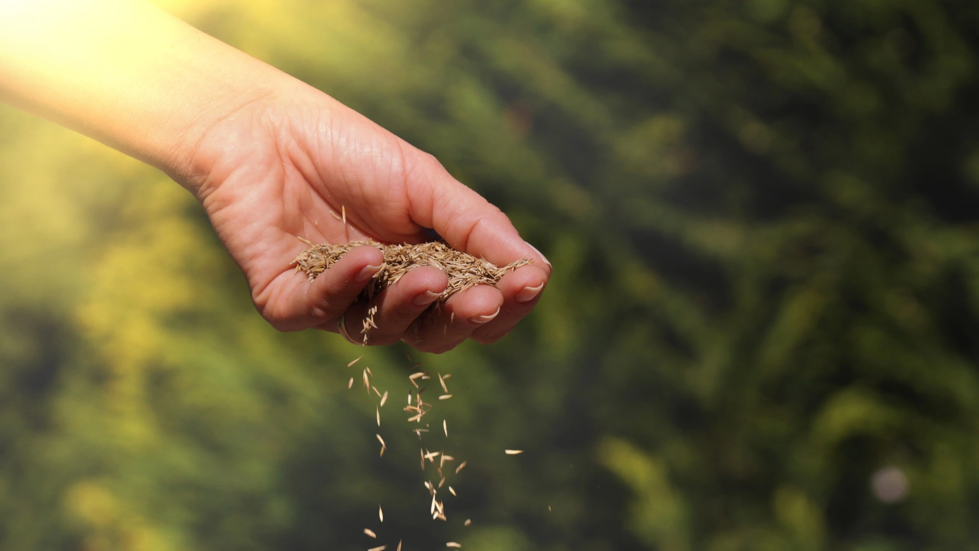 Here’s Why You Should Never Overseed Your Lawn Without Aerating It First!