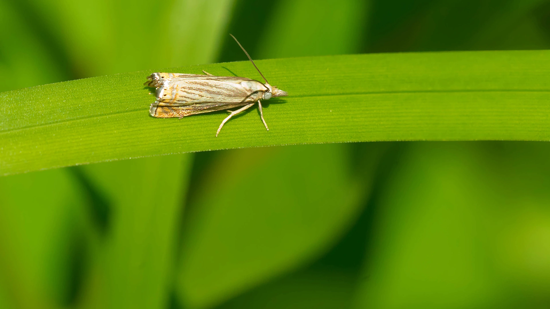 Sod webworm crawling over grass blade in Chalfont, PA.