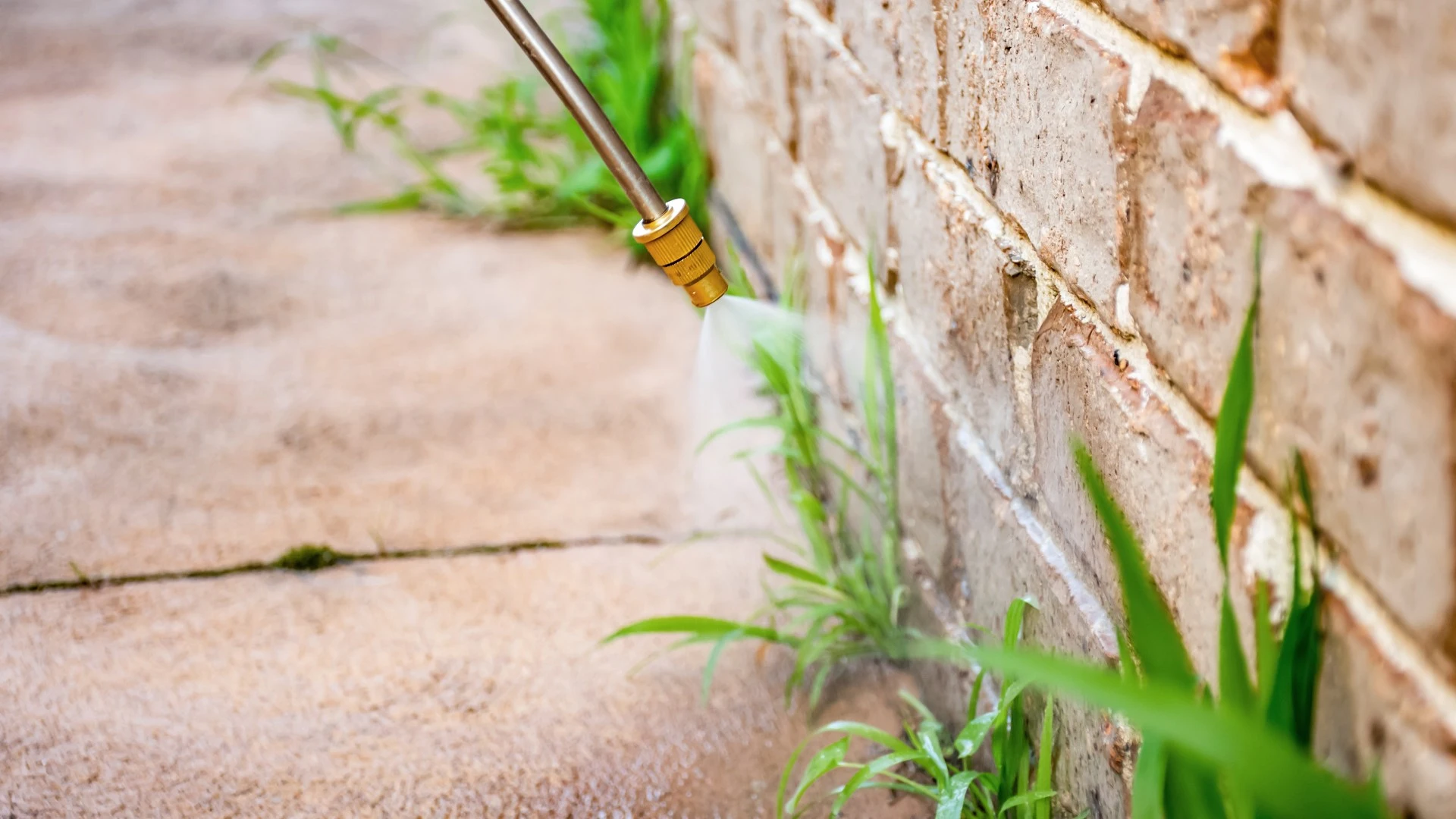 Weeds growing through sidewalk being sprayed with weed control treatment in Telford, PA.