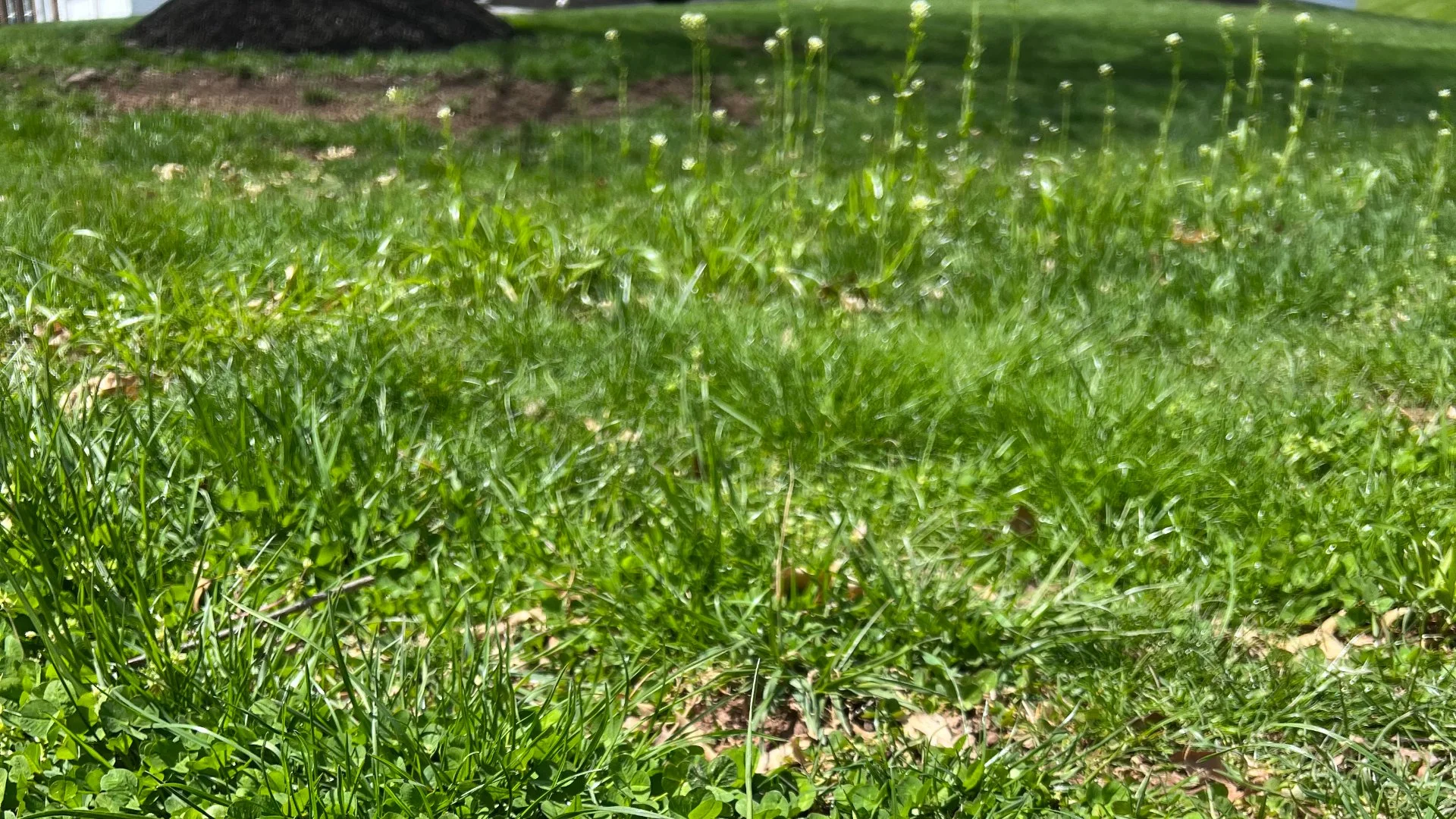 Want a Weed-Free Lawn? Use Both Pre- & Post-Emergent Weed Control!