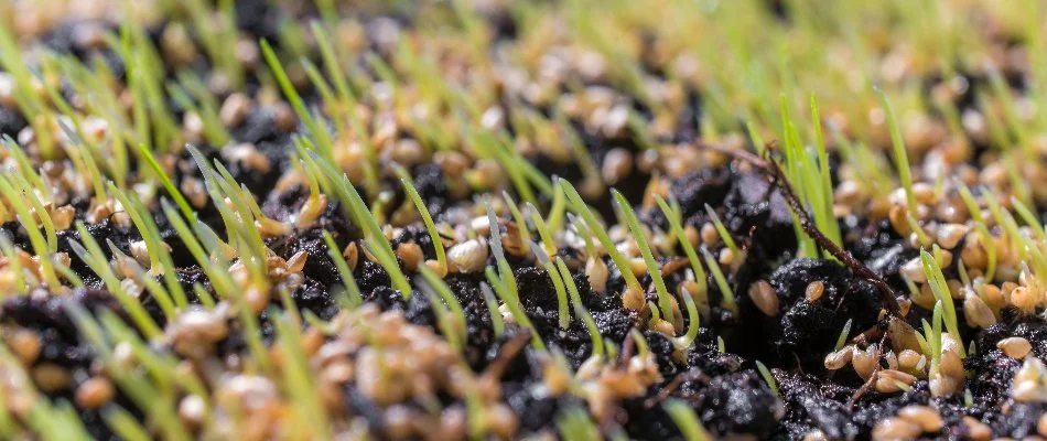 Seeds on soil and new grass growth in Telford, PA.