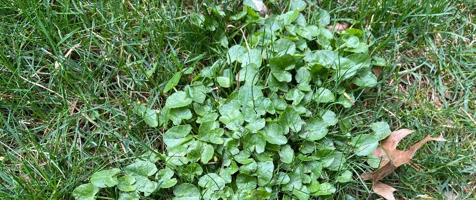 Wild violet found on lawn in Telford, PA.