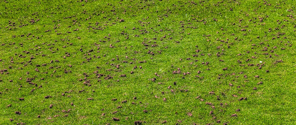 A freshly aerated lawn with cores scattered upon it in Quakertown, PA. 