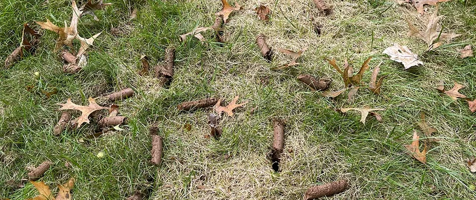 Aerated core plugs left over lawn for fertilizer in Hatfield, PA.