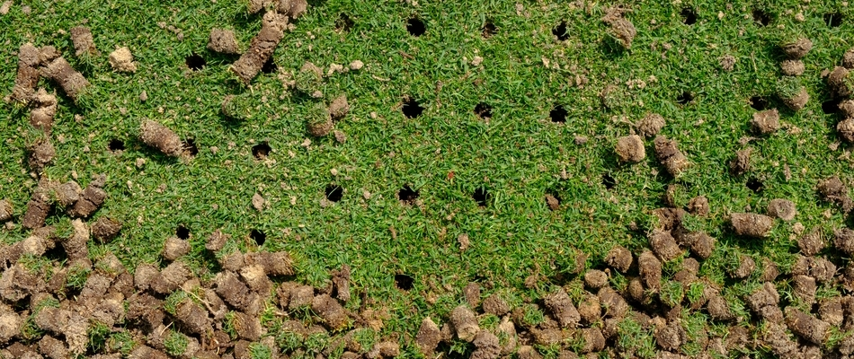 A freshly aerated lawn with cores scattered upon it in Skippack, PA.