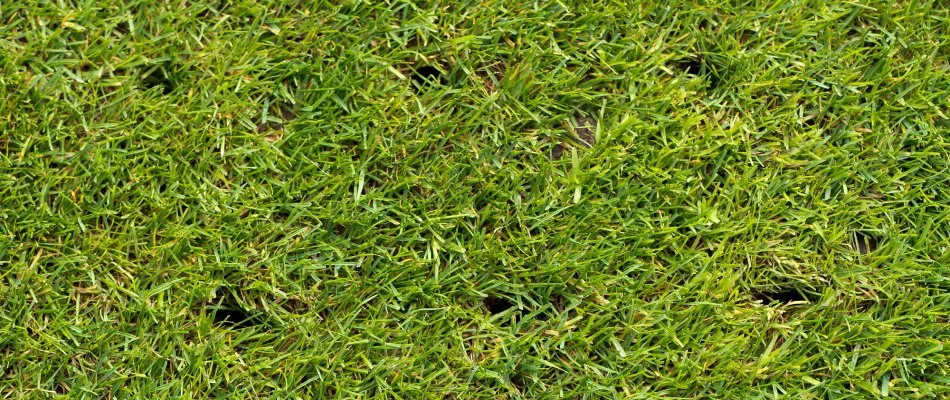 Aerated lawn with holes left out in Harleysville, PA.