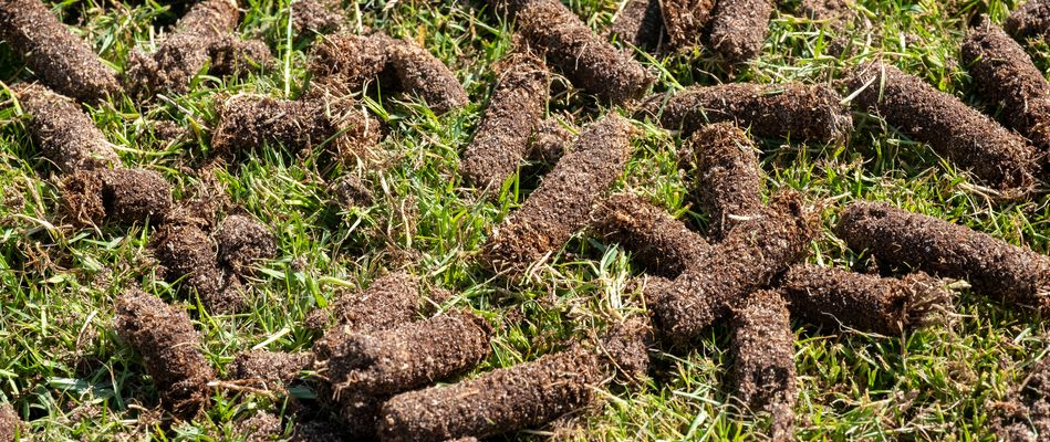 Freshly aerated plugs on a backyard in Lansdale, PA.