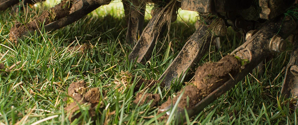 Aerator machine plugging core out from lawn in Blue Bell, PA.