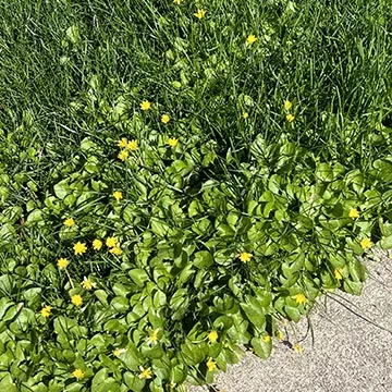 Black medic weeds in lawn in Souderton, PA.