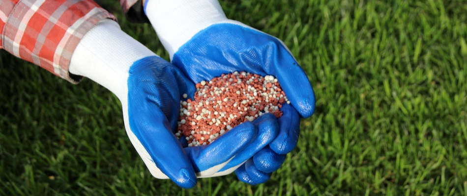 Our lawn care professional holding fertilizer with a pair of blue gloves in Silverdale, PA.