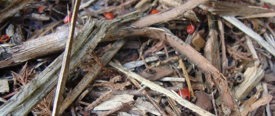 Chinch bugs found in wood pile in Souderton, PA.