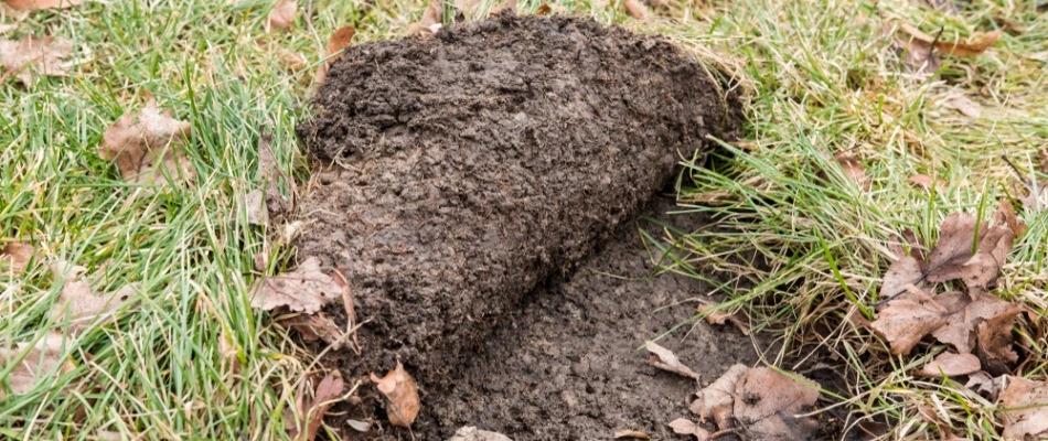 Damaged lawn due to grub infestation in Telford, PA.