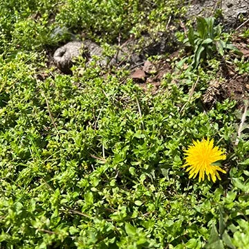 Dandelion in Telford, PA.