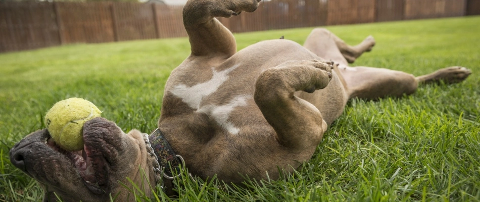 Dog laying around on fertilized lawn in Telford, PA.