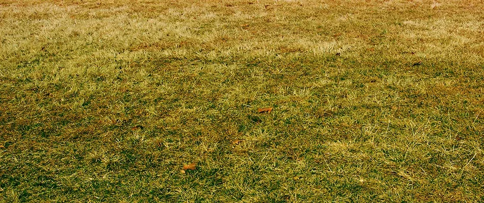 Dried out lawn with weed control treatments lacking fertilizer in Doylestown, PA.