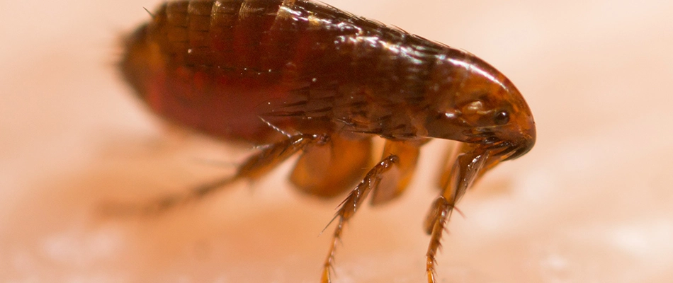 Flea found on a homeowners arm in Warrington, PA.