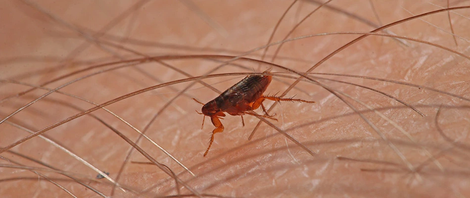 Close up on a flea in our potential client's arm hair in Telford, PA.