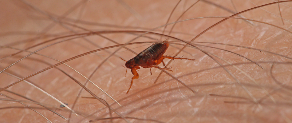 Close up of a flea on our potential client's arm in East Greenville, PA. 