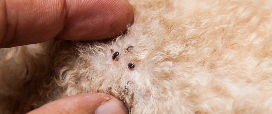 Close up on fleas found in our potential client's dog's fur in Eagleville, PA.