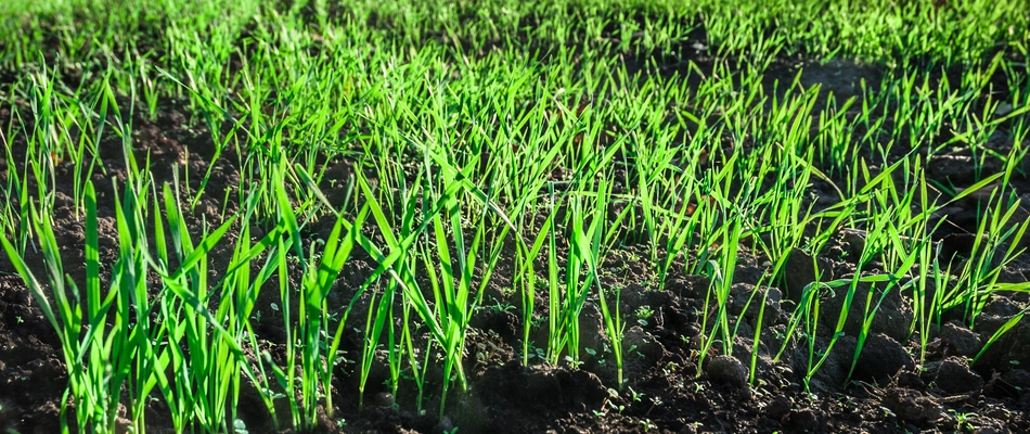 Fresh young grass growing on a property in Eagleville, PA. 