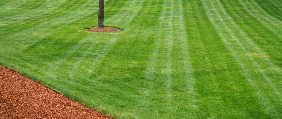 A large, thick, and healthy green lawn alongside some mulch on a property in Sanatoga, PA. 