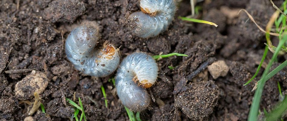 Grubs found in soil in Gilbertsville, PA.