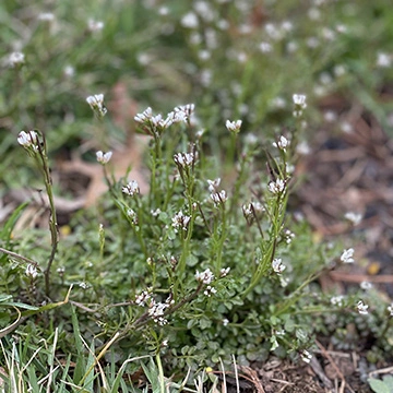 Hairy bittercress weed growing in lawn in Telford, PA.