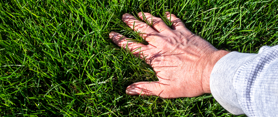 Our own grass professional assessing the health of tall fescue grass on a property in Newtown, PA.