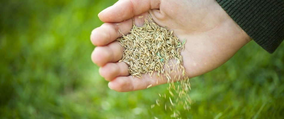 Seeds pouring from a hand in Quakertown, PA.