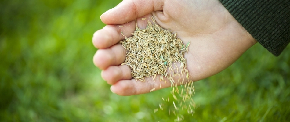 Hands pouring seeds over lawn in Telford, PA.