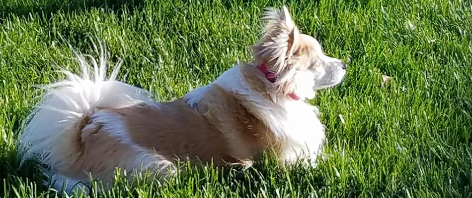 Happy dog laying in lawn grass at a home in Chalfont, PA.