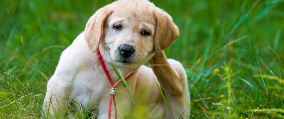 Our potential client's puppy scratching himself due to fleas or ticks in Sanatoga, PA. 