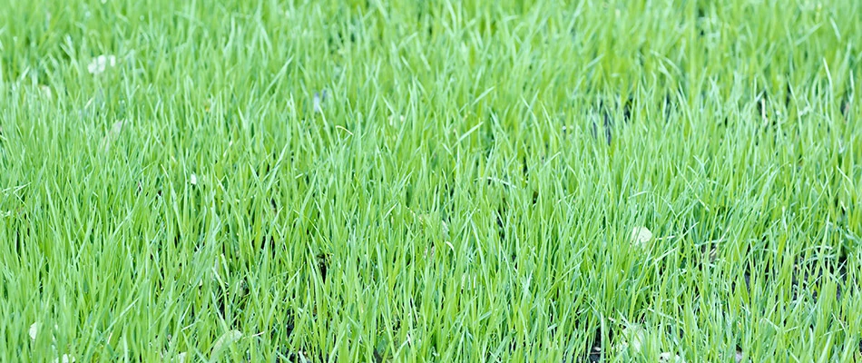 Lawn top dressed with soil in Doylestown, PA.