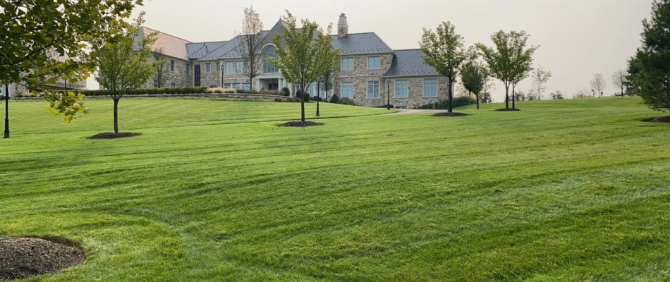 Maintained lawn in Telford, PA.