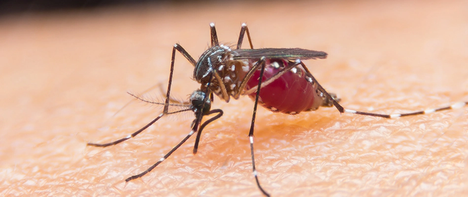 A mosquito found biting a client's hand in Collegeville, PA.