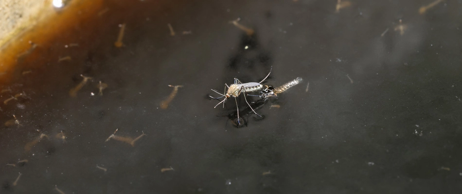 Close up of a mosquito standing in dirty water on our potential client's property in Silverdale, PA.