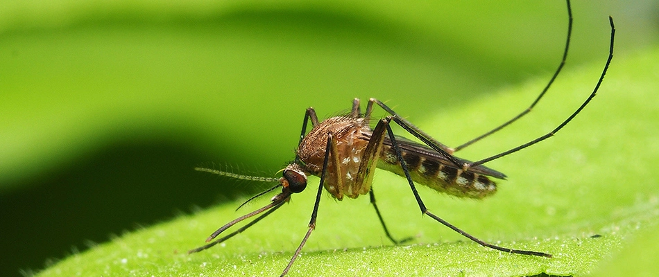 Mosquito in lawn in Blue Bell, PA.