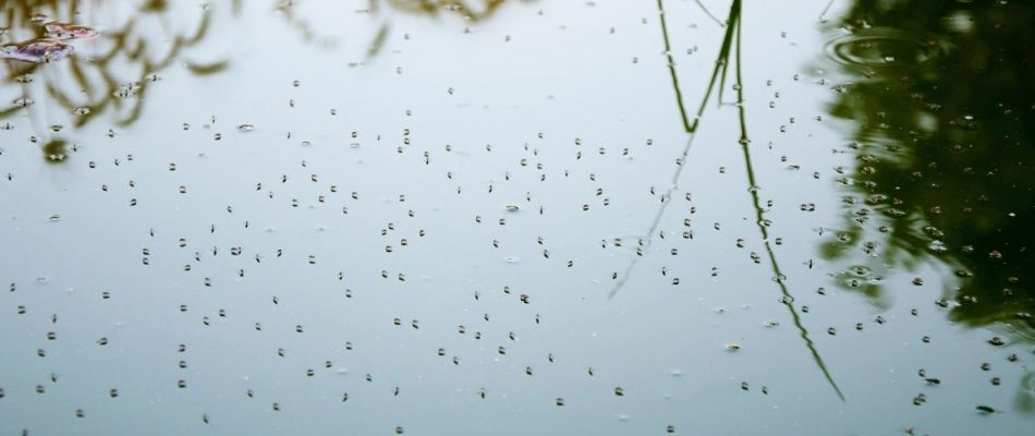 Mosquitoes found on water on property in Harleysville, PA.