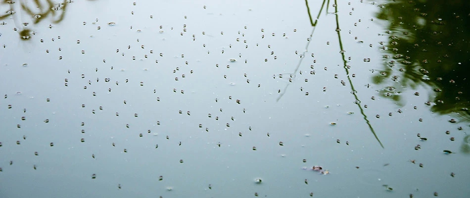 Mosquito infested pond by a home in Harleysville, PA in need of pest control.