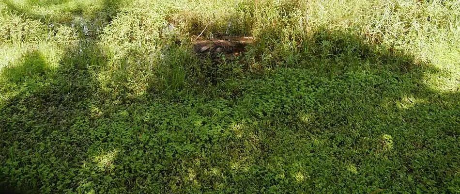 Overgrown yard with weeds and tall grass near Harleysville, PA.