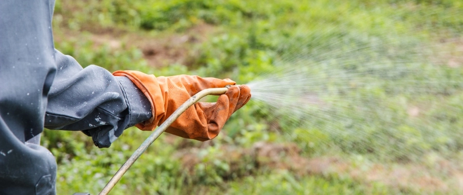 Professional spraying fungicide to disease infected lawn in Doylestown, PA.