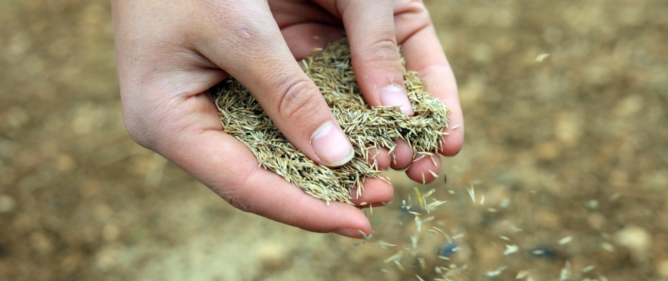 Professional applying seeds to lawn in Souderton, PA.