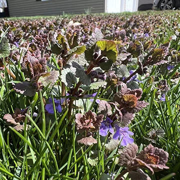 Red deadnettle weeds in lawn in Telford, PA.