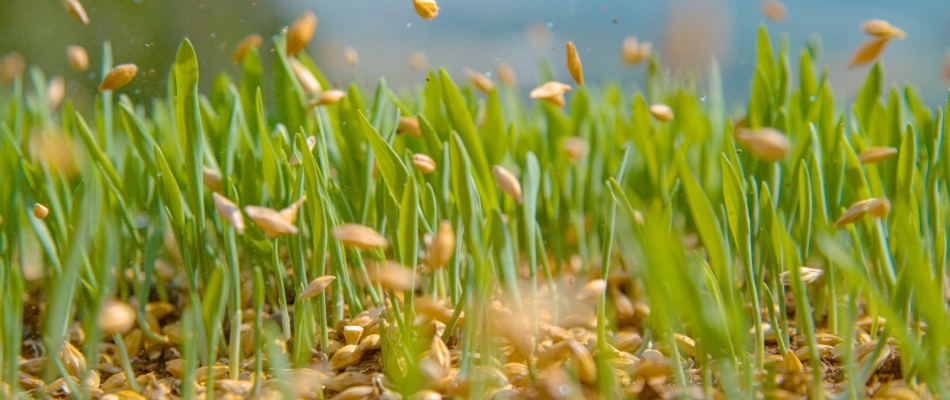 Seeds poured over lawn in Lansdale, PA.