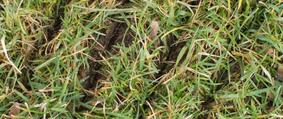 Slit seeded lawn in Doylestown, PA.